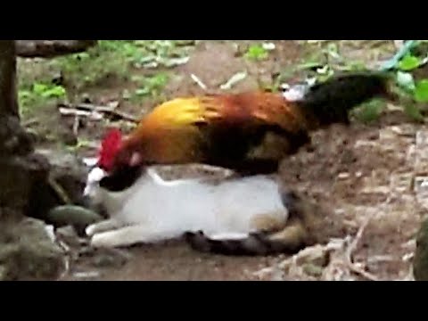 El Gallo que cree que los Gatos son Gallinas, gallo se aparea con gatos. 🐈🐓