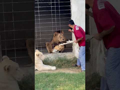 King Aj Full Agrassive Hogya๐ฆ๐ฑ#lion #king #youtubeshorts #attack #Usama's Tigers