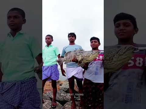Awesome Fishing| ടാ..! അടിച്ചെടാ.! അടിച്ച്!🎣😳| Groper Fishing Kerala | Lucana Tiger Prawn #shorts