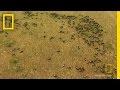 Wilderbeast Herding and Predator Dynamics