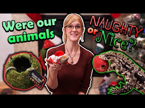 Our Reptiles get their Christmas Gifts! (Except the Naughty ones)