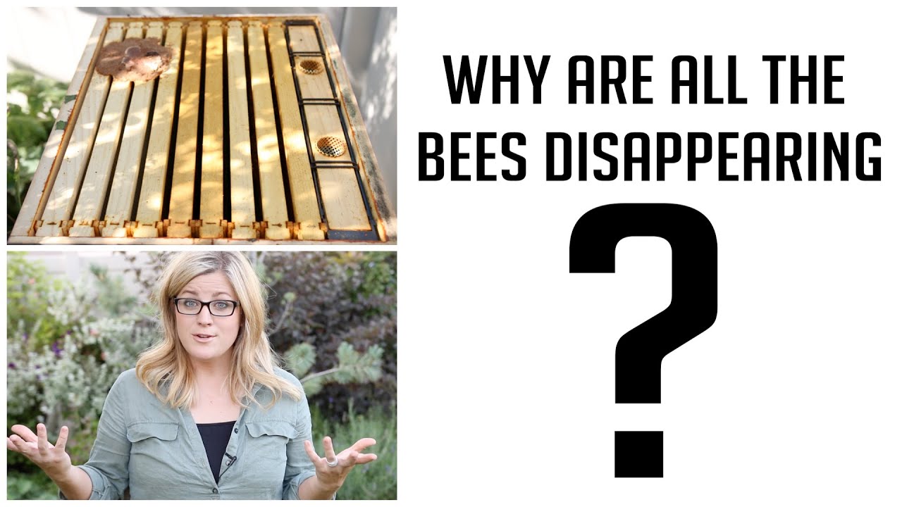 Bee Update - Where did they go?