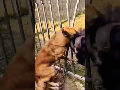 Goat and dog fighting #youtube #ytshorts #youtubeshorts #kuwaitivlogs