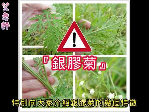 小心有毒的草『銀膠菊』- YouTube(2:05)