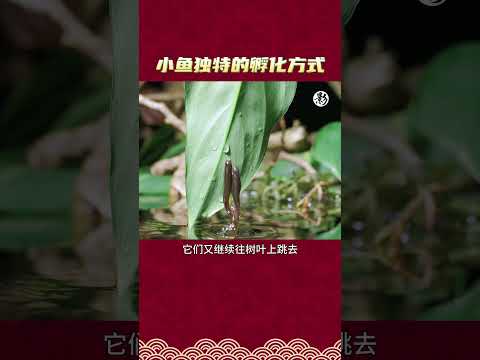 小鱼独特的孵化方式