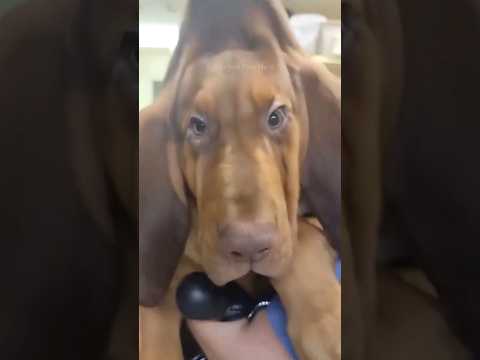 #31 Funniest Cats And Dogs videos 🐶🐱 #funny #animals #cuteanimals