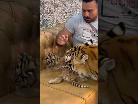 Tigress is trying to say, "Give me back my child 🐯😍🐆