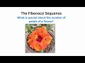 Fibonacci Sequence in Nature and Art