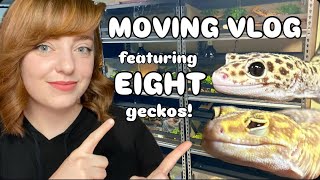 moving a bunch of leopard geckos to my new reptile room 
