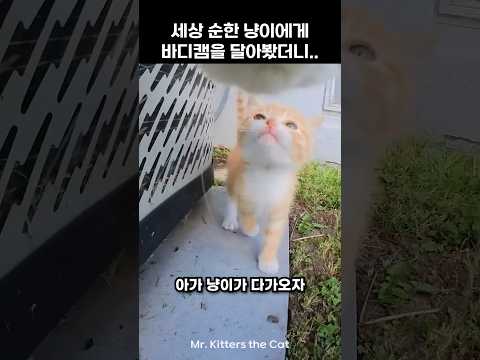 세상 순한 냥이에게 바디캠을 달아 봤더니..