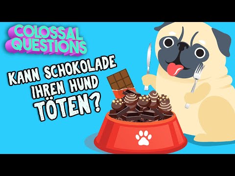 Kann Schokolade deinen Hund töten? | GIGANTISCHE FRAGEN