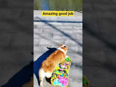 He is excellent #shorts #dogs #fypviralシ