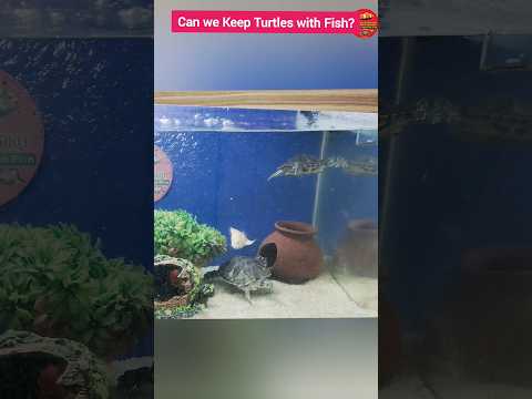 Turtle In Fish Tank ? #petfood #fishfood #fishroom #pigeon #turtlesavelife #bettas #aquarium
