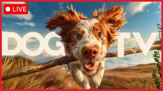 🔴 [LIVE] 24/7 DOG TV 🐶  Stress and Anxiety Remedy for All Breeds 🆕