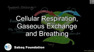 Cellular Respiration, Gaseous Exchange and Breathing