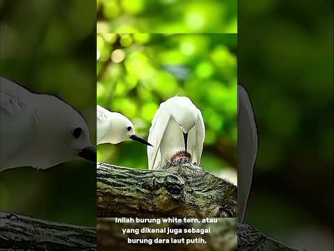 “Burung Ini Tak Pernah Selingkuh! Setia Seumur Hidup 🤍 #shorts