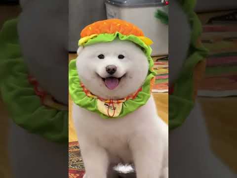 Super happy dogs can bring joy to everyone!!! #happydog #dog #funnyvideos #funnydogs #cutedog