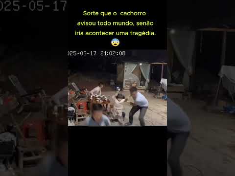 Cão herói salva uma família inteira 🐾🏡 #dogs #perros #cachorros