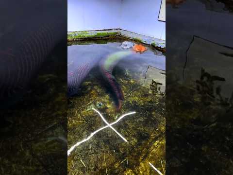Arapaima monster 🤯 fish attack #arapaima #viral #monsterfish #ytshort #viralshort #shorts #short