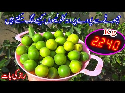 2 kg Lemons In 1 Pot : Secret To Grow Tons Of Lemons In Pot : How to grow lemon plant at home