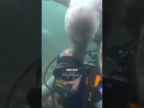 Seal tries to save a diver and the diver misunderstood the situation #reaction #reactionshorts
