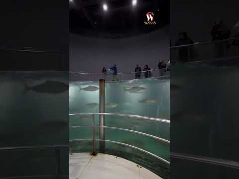 Ikan Tuna Dipelihara di Dalam Aquarium