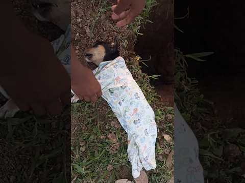 🐕😭😒