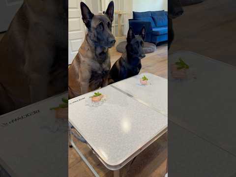 Whiskey Wants Salmon #belgianmalinois #smartdog #dogmom #doglover
