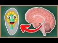 Melatonin and Pineal Gland Functions