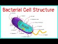 Bacterial Cell Structure and Functions