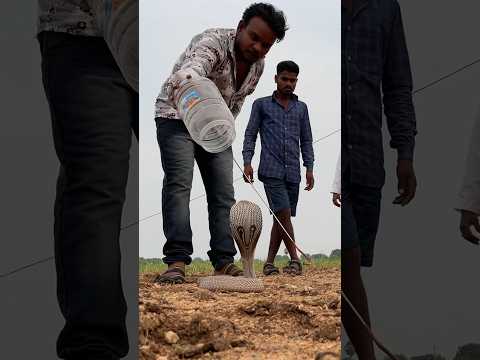 coming full video tomorrow Indian Cobra snake Rescue #youtubeshortvideo #youtubeviralvideo #short