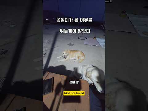 설마 알고온건 아니것지 ? #남해 #낚시 #몽실이 #강아지 #리트리버 #뽀끄미