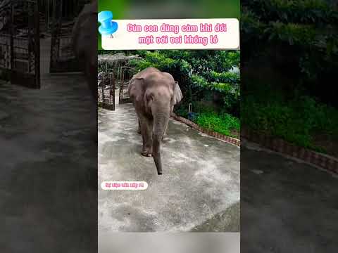 Con voi đột nhập vào nhà dân #shots #convoi #elephant #animals