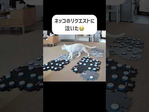 ネッコのリクエストに涙　 #猫のいる暮らし  #猫
