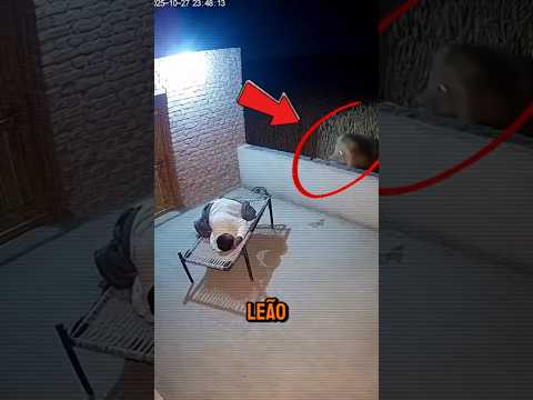 Homem é atacado por leão enquanto dorme! #curiosidades