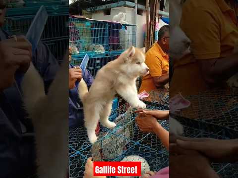 Best dog Pat Market Kolkata 🔥 /lowest price puppy dog/Gallif Street dogs