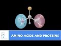 Amino Acids and Protein Functions