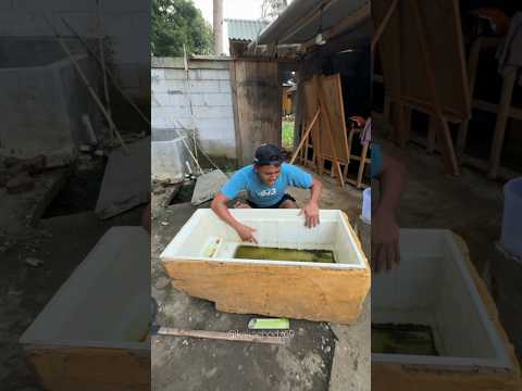 PINDAHIN IKAN LELE ALBINO KE KOLAM BESAR BIAR BISA BERENANG BEBAS