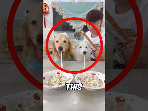 Dog Eating Competition! ๐