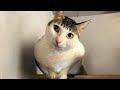 Understanding Cat Behavior and Care