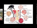 Human Body Systems and Functions