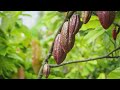 Impact of Chocolate Production on Deforestation