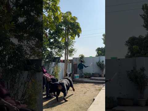 Rottweiler Daisy ko Kallu Bol deya😂🚨#shorts #rottweiler #doglover #pets