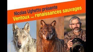 ventoux renaissances sauvages