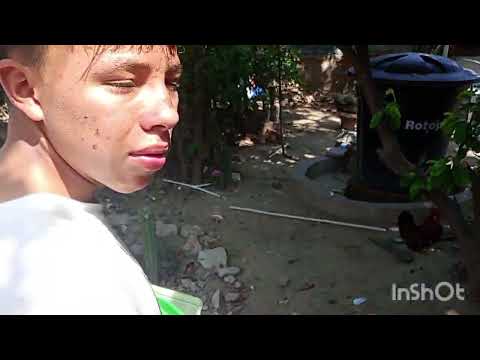 Tortuga /Taganga/ sobrino daniel
