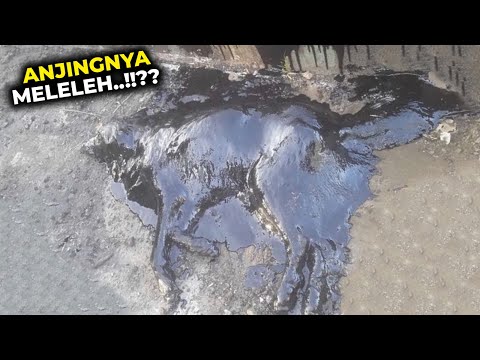 Ditemukan Dengan Kondisi "MELELEH",,, Anjing Malang ini Bikin Netijen Sedih #YtCrash
