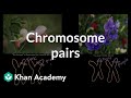 Karyotypes and Chromosomes Concepts