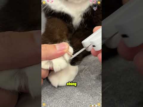 Bí Mật Quy Trình Cắt Móng Mèo Không Gây Đau Đớn!