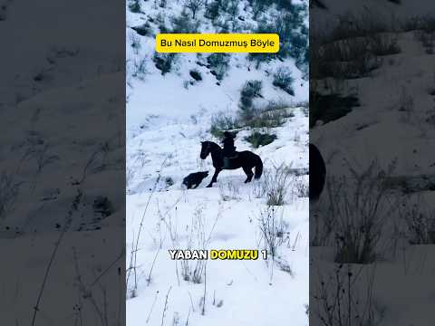 Hırslı Domuz Ata Böyle Saldırdı! #shorts
