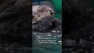 Why Is Sea Otter Fur So Fantastic? | #DeepLook #Shorts